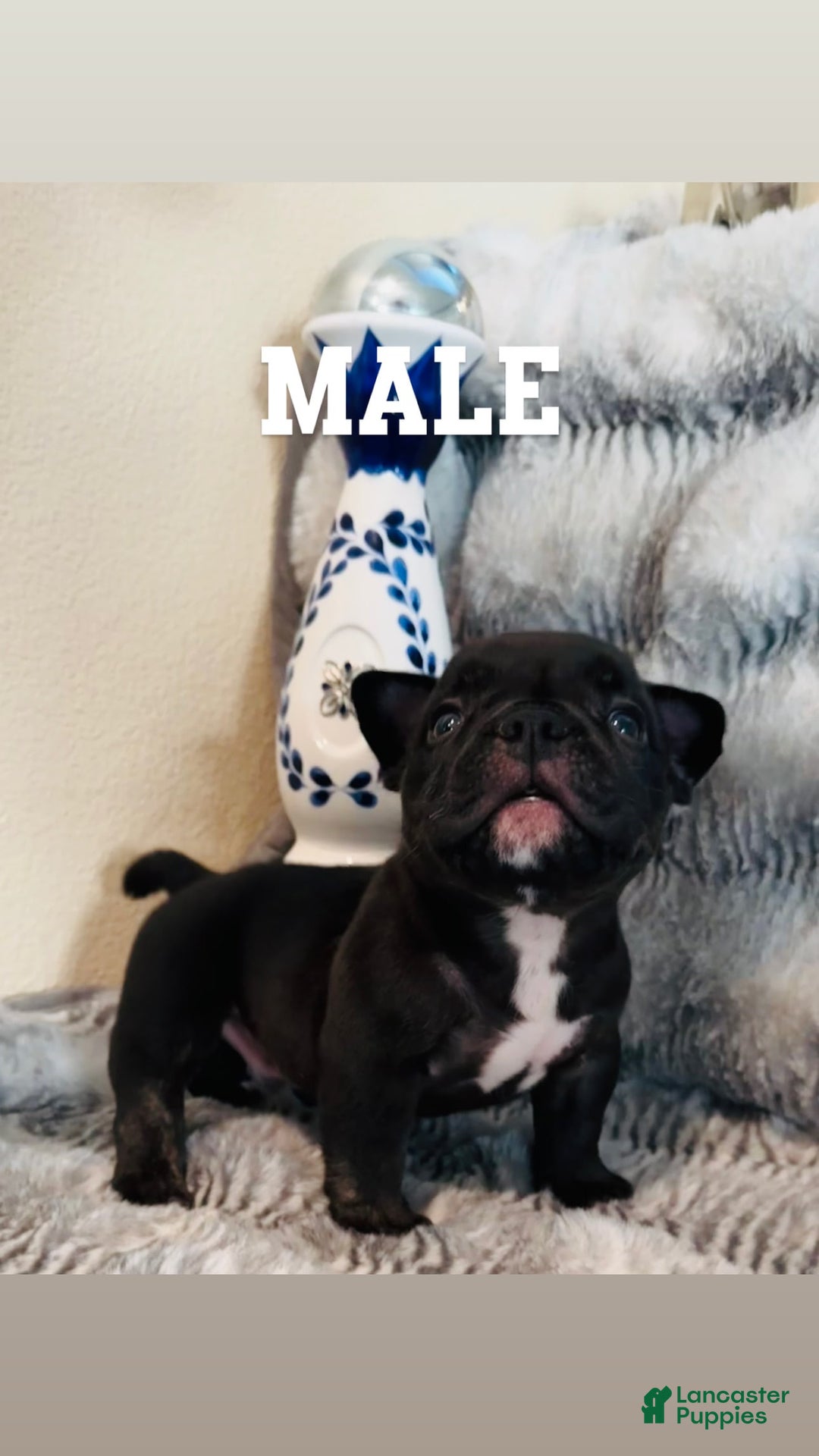 American Bully dogs for sale: Goat - Image 3
