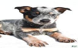 Australian Cattle Dog dogs for sale: Trixie - Image 2