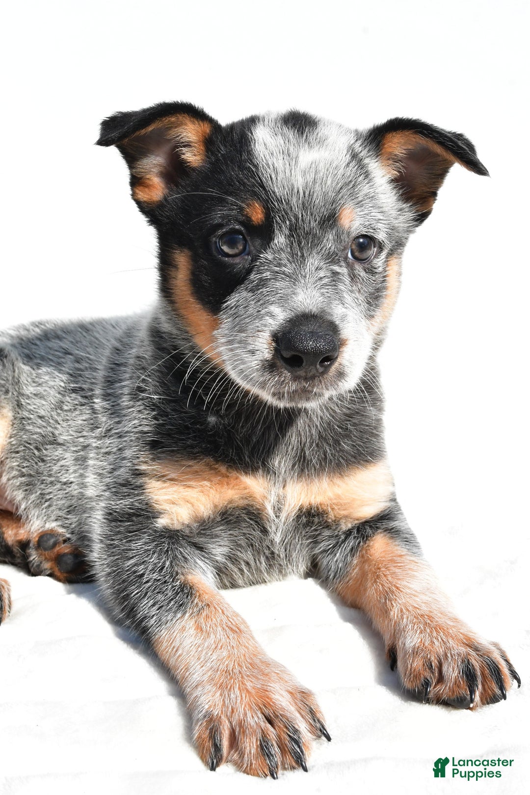 Australian Cattle Dog dogs for sale: Trixie - Image 2