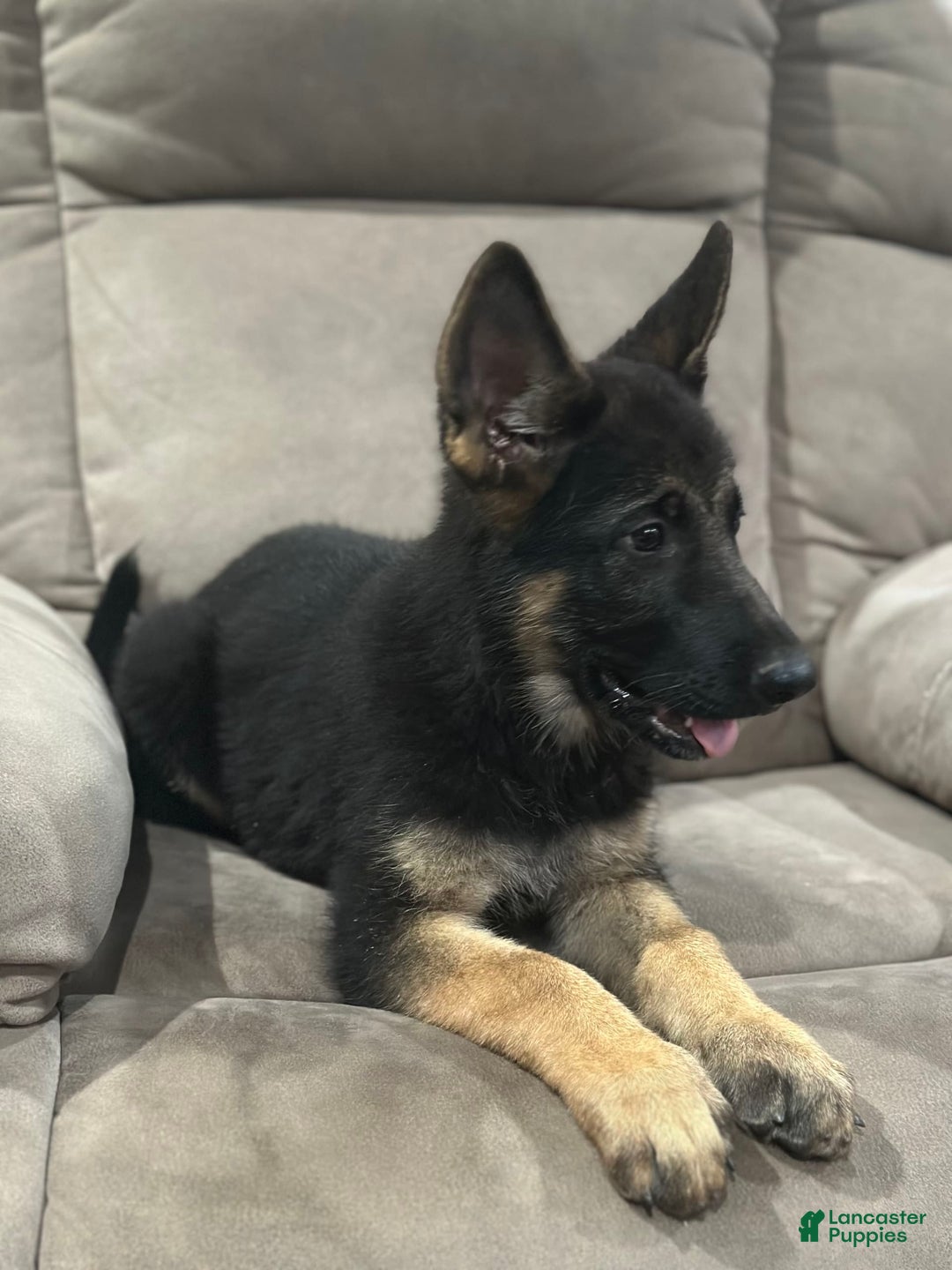 German Shepherd dogs for sale: N/a - Image 1