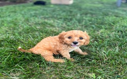 Cavapoo dogs for sale: Cody - Image 3