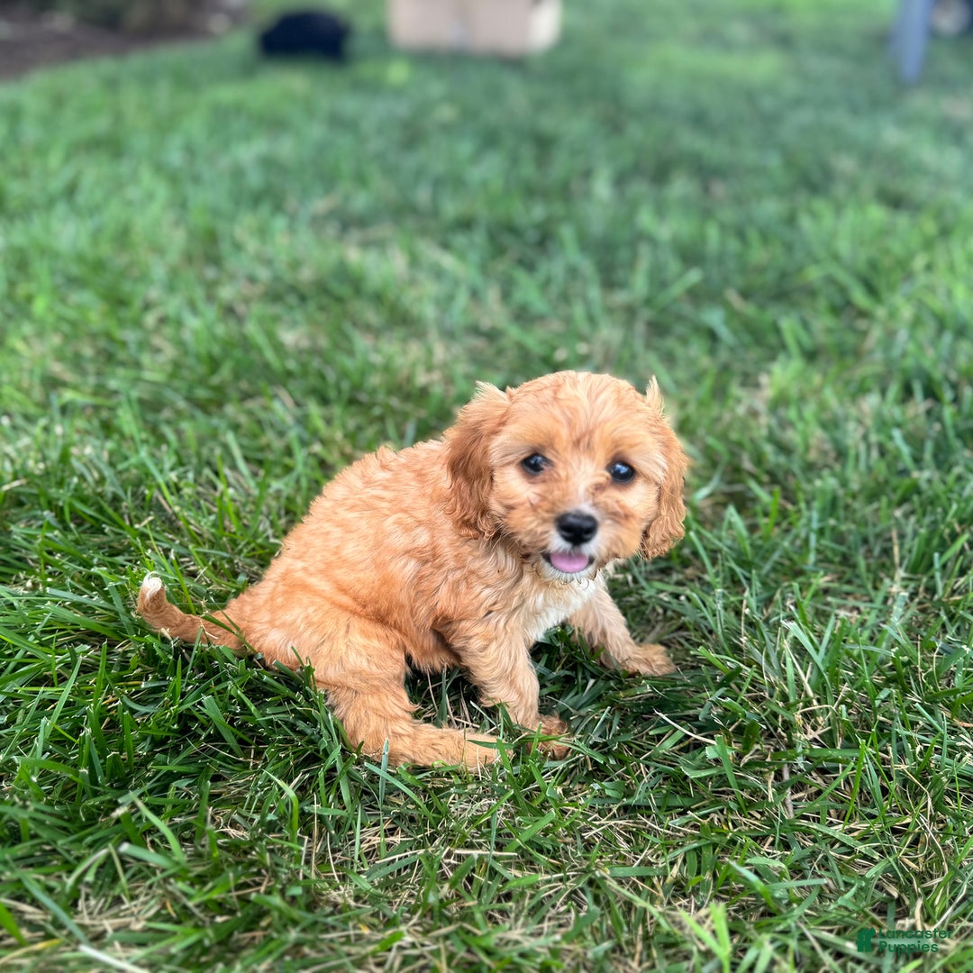 Cavapoo dogs for sale: Cody - Image 3
