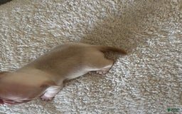 Pug dogs for sale: Pink Chinchilla Male - Image 6