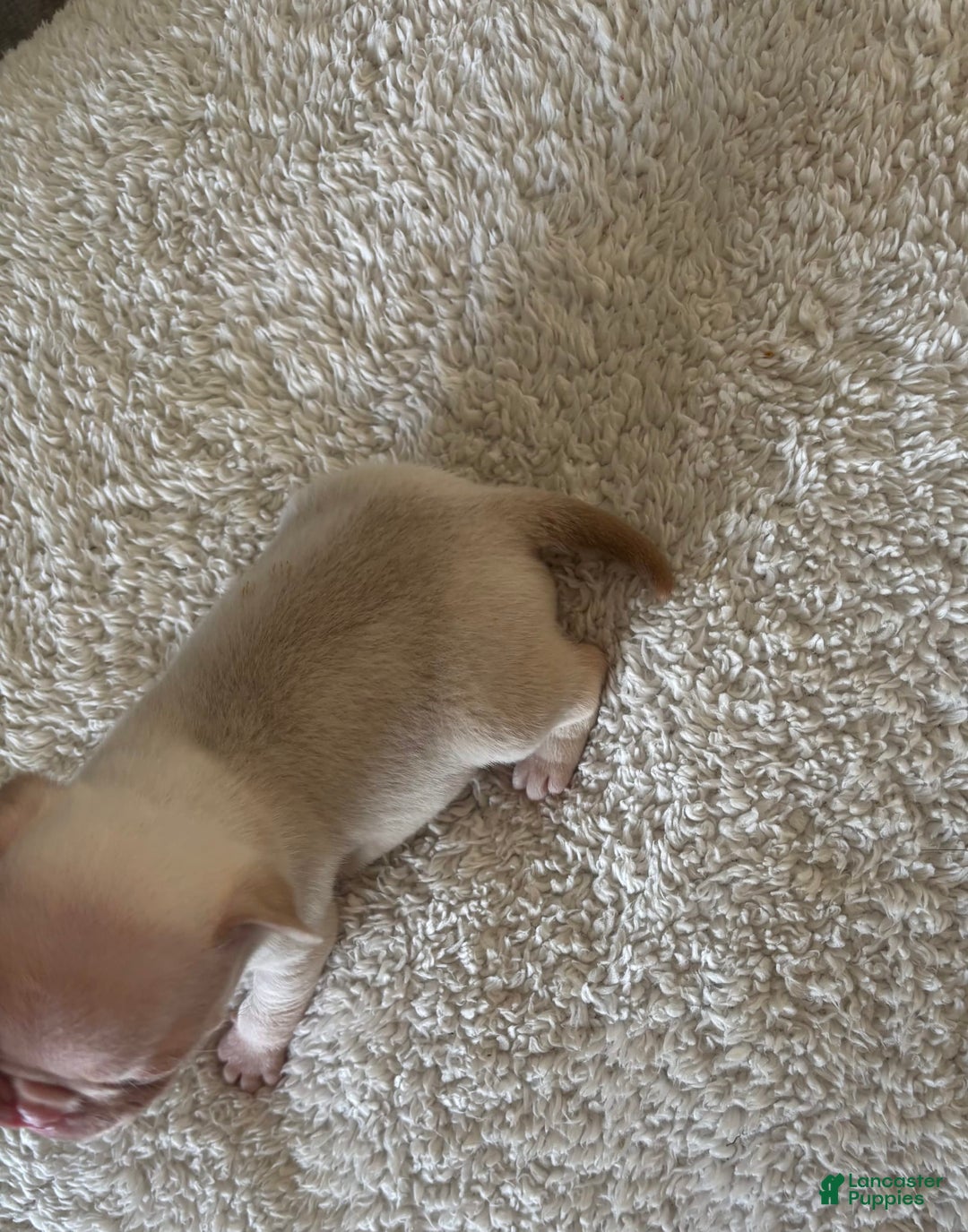 Pug dogs for sale: Pink Chinchilla Male - Image 6