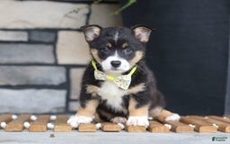 Welsh Corgi Pembroke dogs for sale: Rocco - Image 4