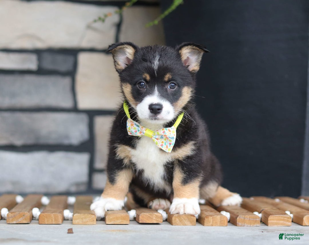 Welsh Corgi Pembroke dogs for sale: Rocco - Image 4