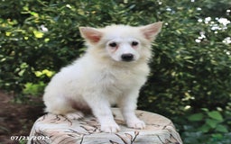 American Eskimo dogs for sale: Stuart - Image 2