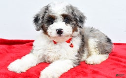 Mini Aussiedoodle dogs for sale: Logan - Image 9