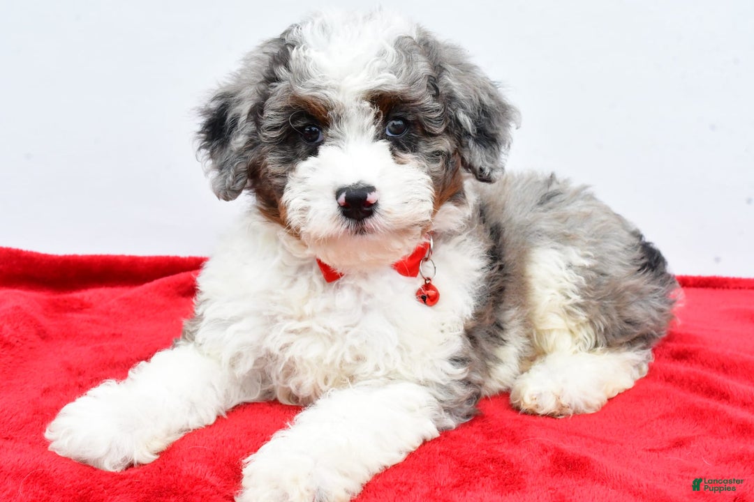 Mini Aussiedoodle dogs for sale: Logan - Image 9