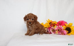 Mini Goldendoodle dogs for sale: Beatrix - Image 3