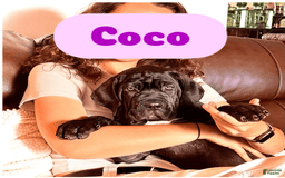 Cane Corso dogs for sale: Coco - Image 2