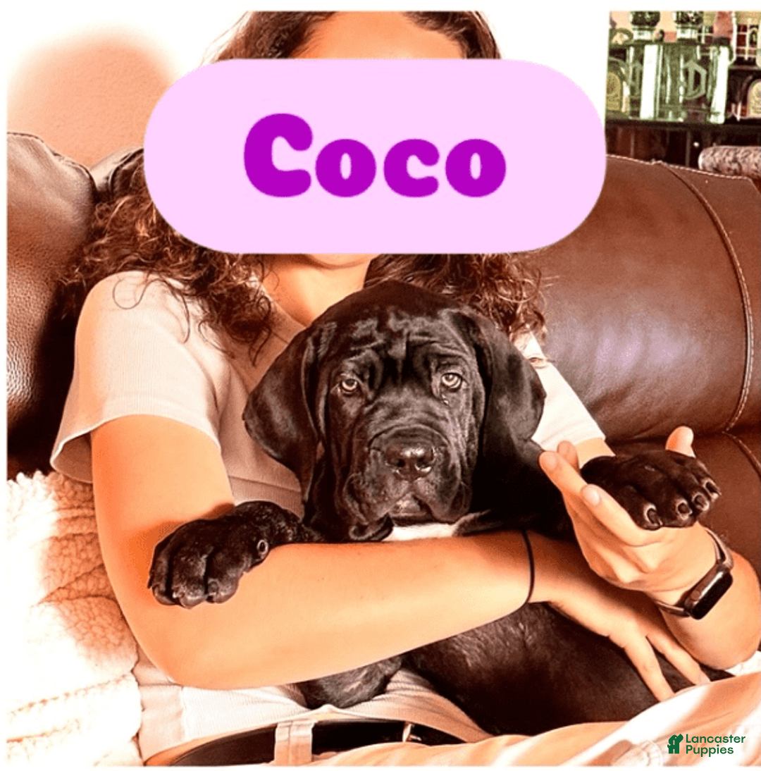 Cane Corso dogs for sale: Coco - Image 2