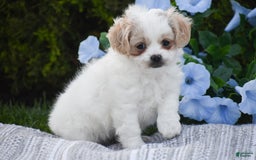 Cavapoo dogs for sale: Hana - Image 9