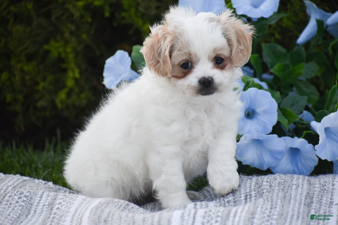 Cavapoo dogs for sale: Hana - Image 9