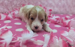 Cockapoo dogs for sale: Betsy - Image 7