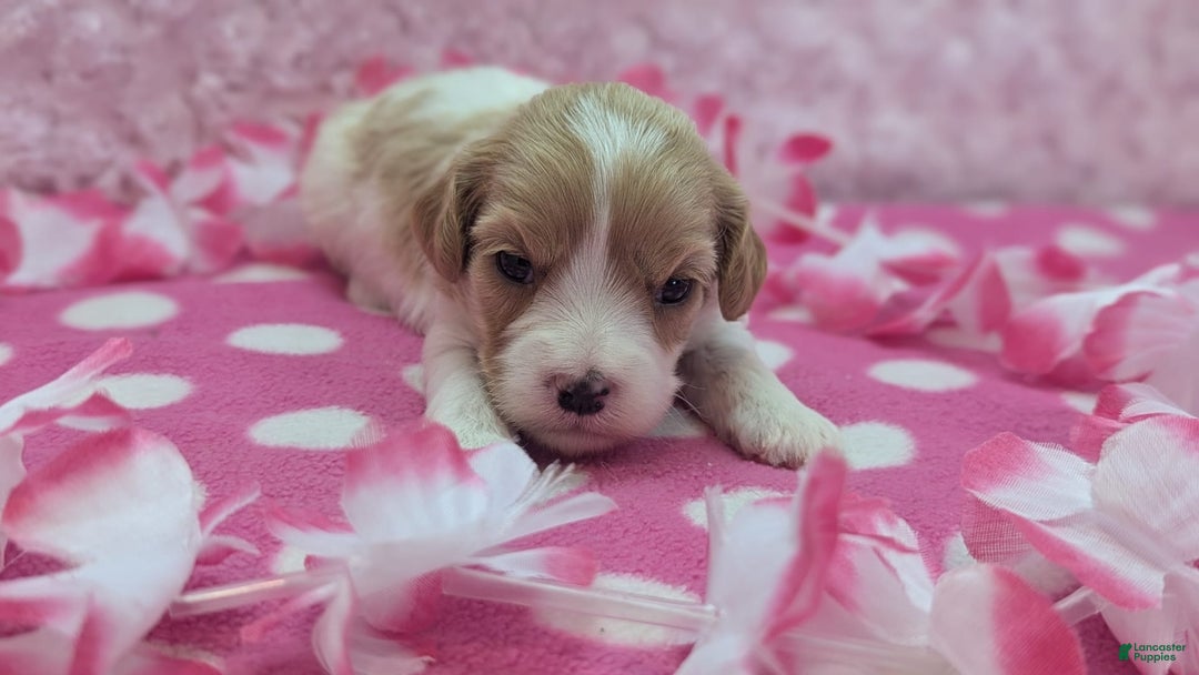 Cockapoo dogs for sale: Betsy - Image 7