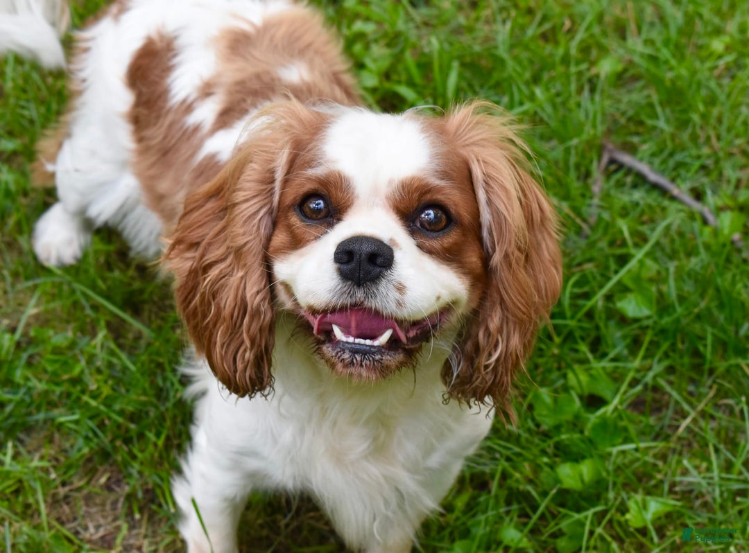 Cavalier King Charles Spaniel dogs for sale: Koda - Image 7