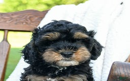Havapoo dogs for sale: Pepper - Image 1