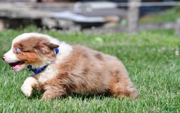 Miniature Australian Shepherd dogs for sale: Jasper - Image 5