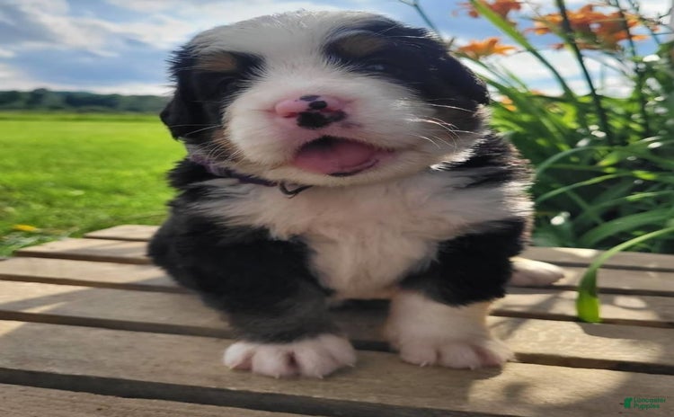 Bernese Mountain Dog dogs - Advert 5
