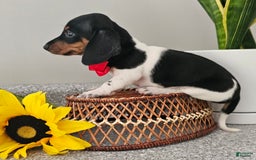 Dachshund dogs for sale: Lil Peanut - Image 10
