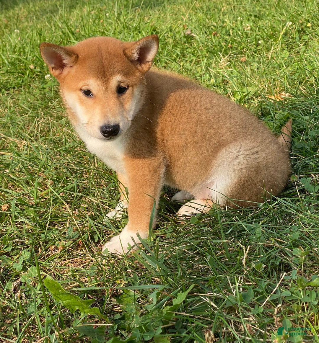 Shiba Inu dogs for sale: Isaiah - Image 2