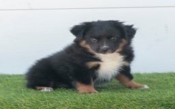 Australian Shepherd dogs for sale: Lassie - Image 4