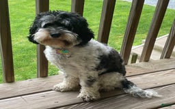 Cockapoo dogs for sale: Buster - Image 12