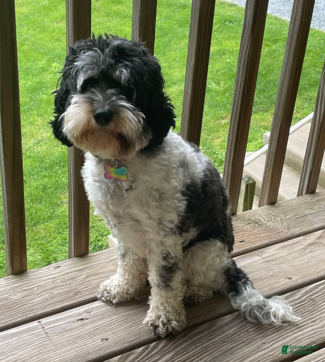 Cockapoo dogs for sale: Buster - Image 12