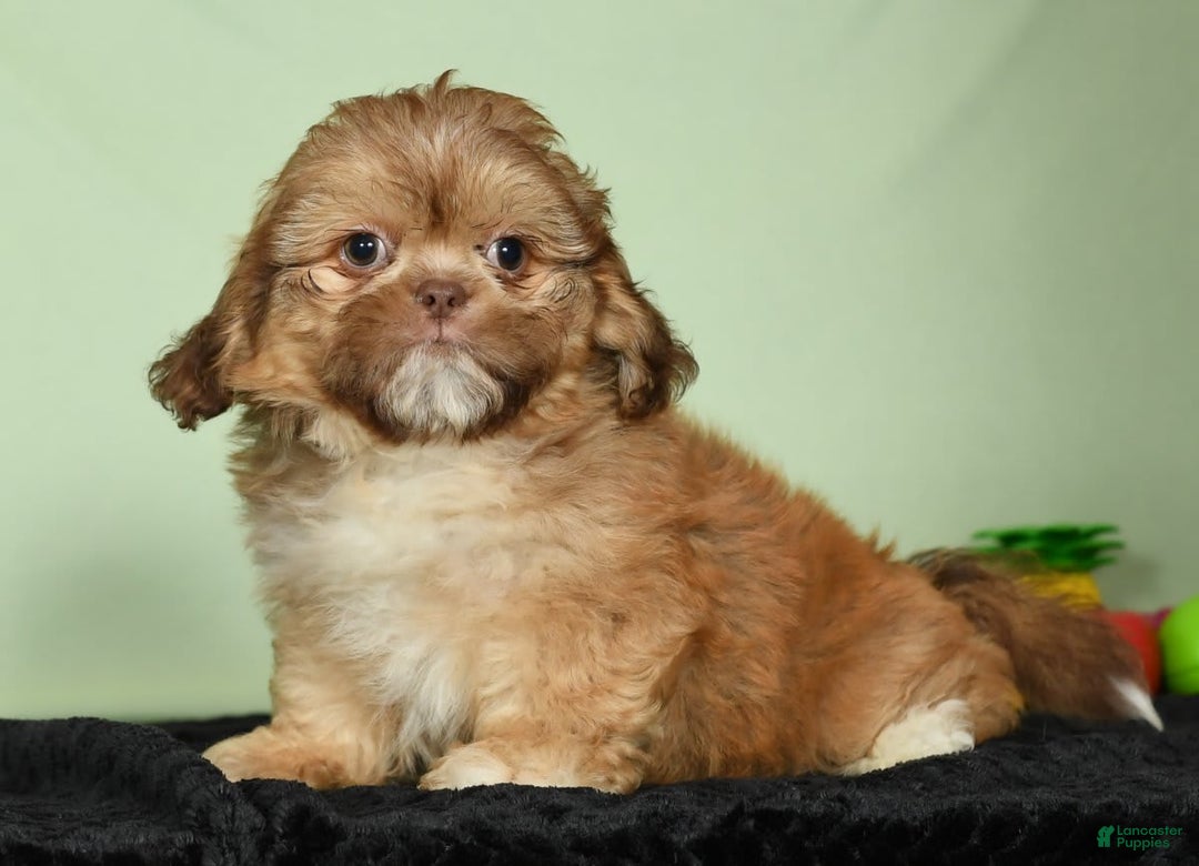 Shih Tzu dogs for sale: Marshall - Image 8