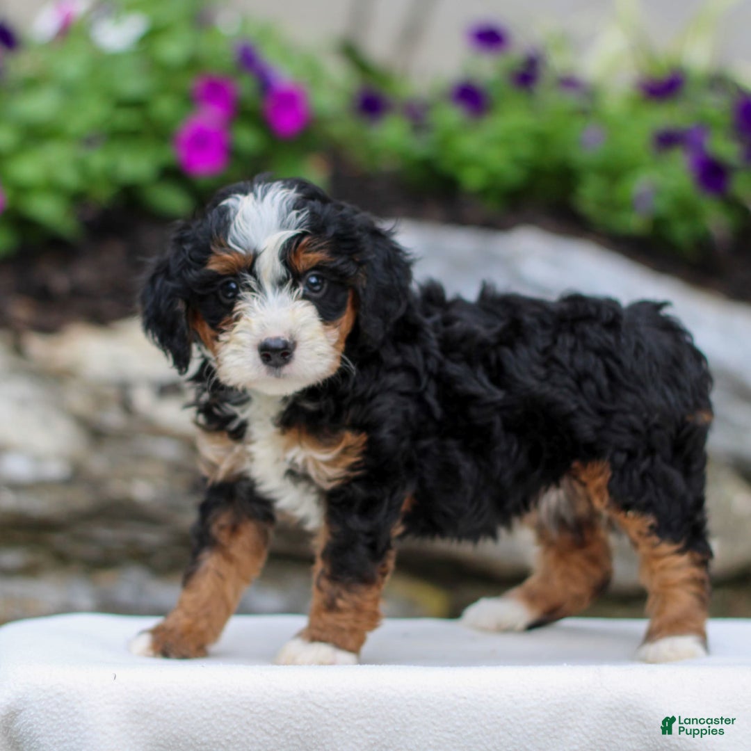 Mini Bernedoodle dogs for sale: Mindy - Image 2