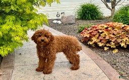 Cavapoo dogs for sale: Justin - Image 13