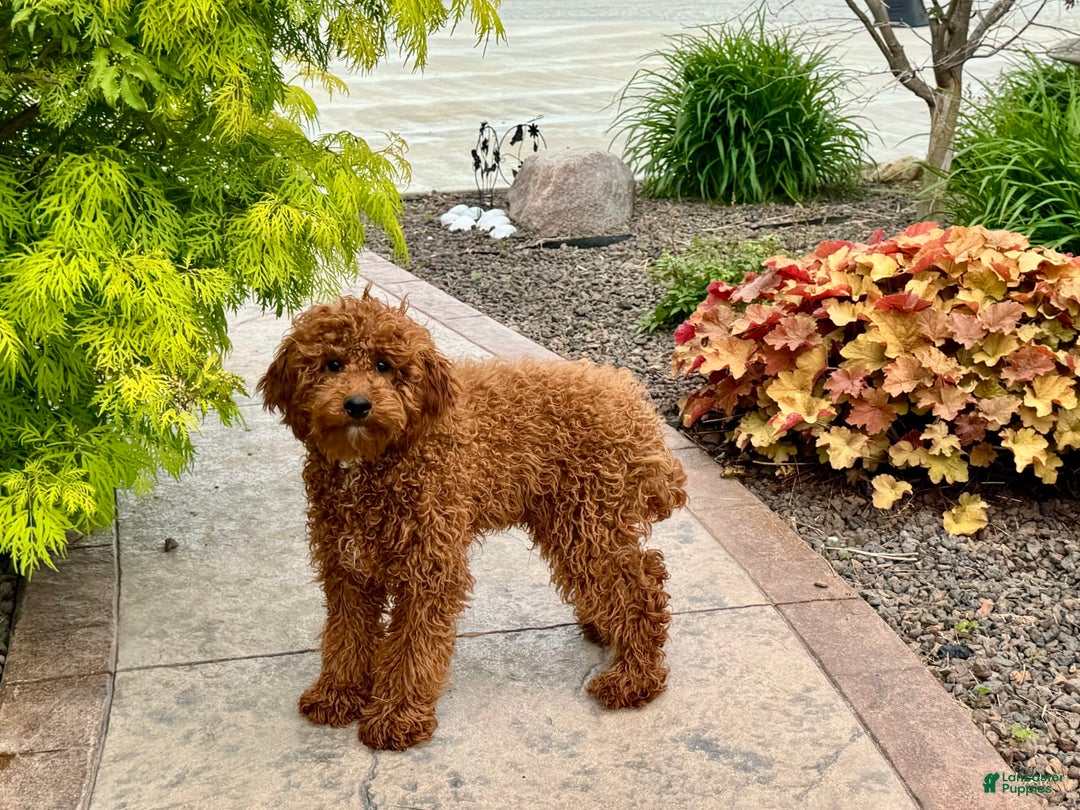 Cavapoo dogs for sale: Justin - Image 13