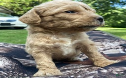Labradoodle dogs for sale: Kennedy - Image 2