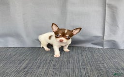 Chihuahua dogs for sale: Milo - Image 4