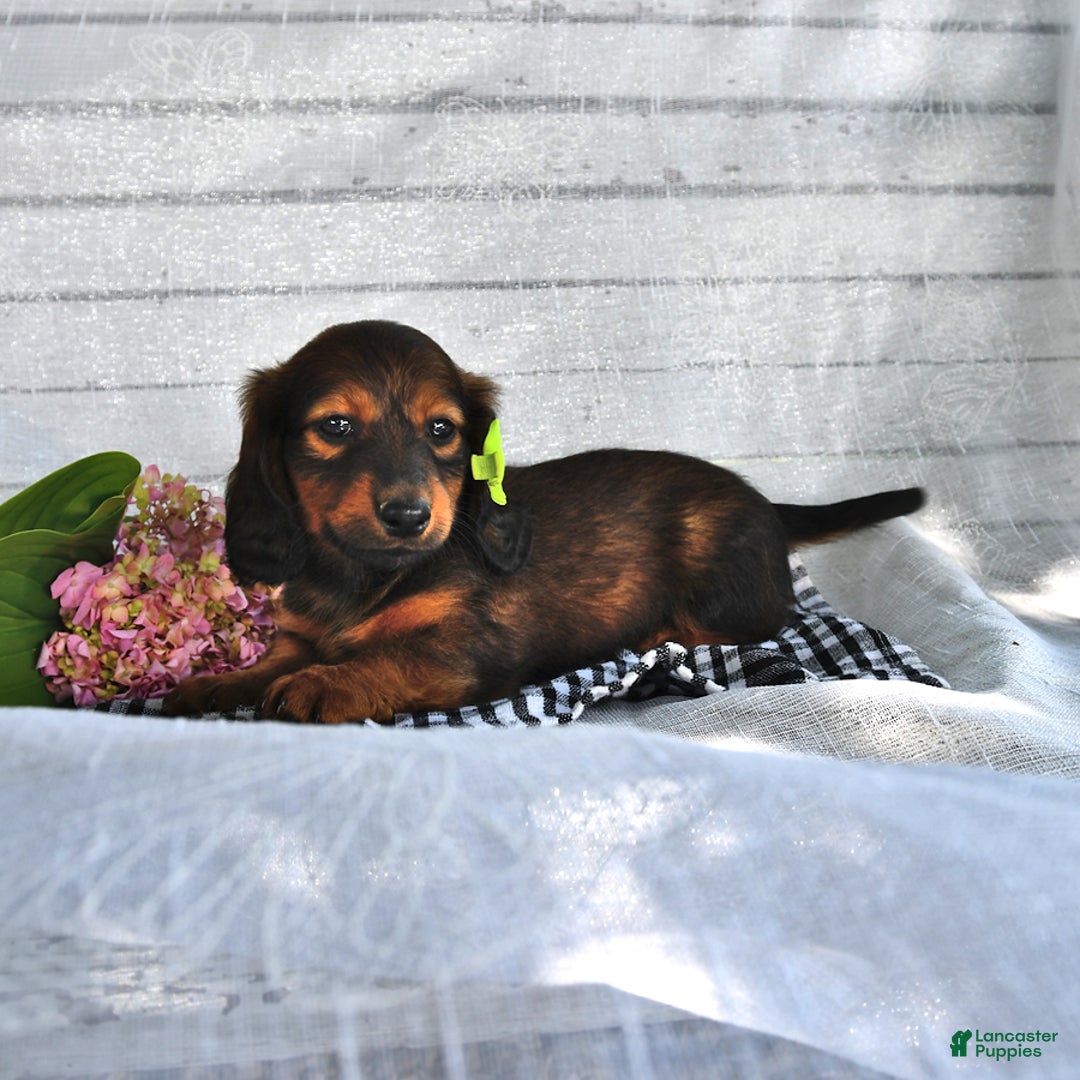 Miniature Dachshund dogs for sale: Alfie - Image 3