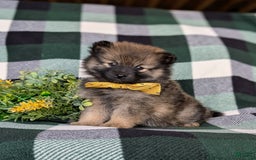 Pomeranian dogs for sale: Kegan - Image 3