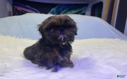 Shih Tzu dogs for sale: Glitterbug Pink - Image 5