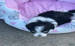 Maltipoo dogs for sale: Hunter - Image 2