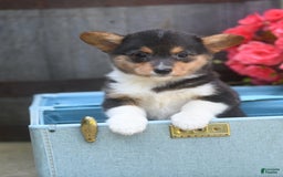 Welsh Corgi Pembroke dogs for sale: Angie - Image 4