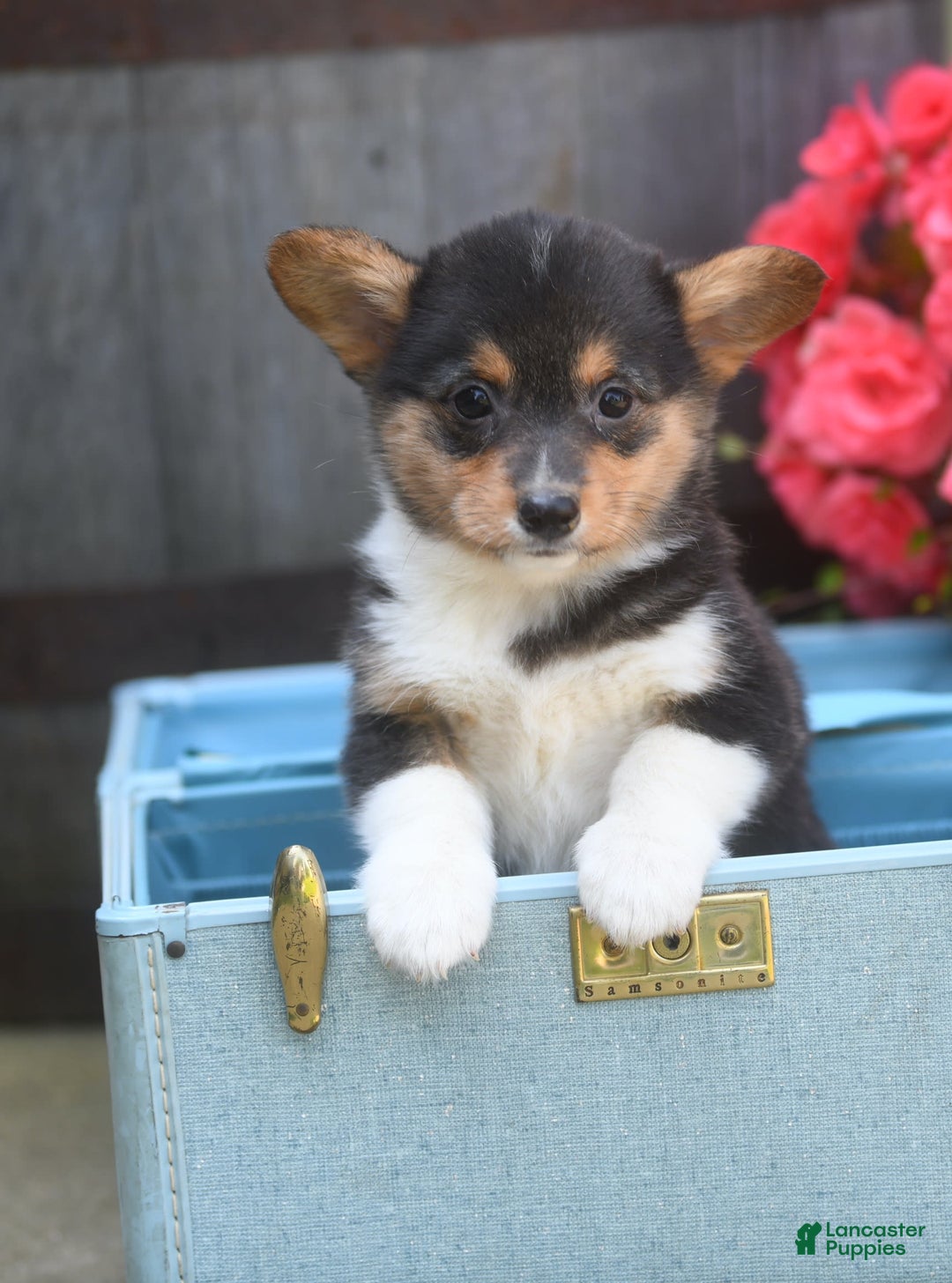 Welsh Corgi Pembroke dogs for sale: Angie - Image 4