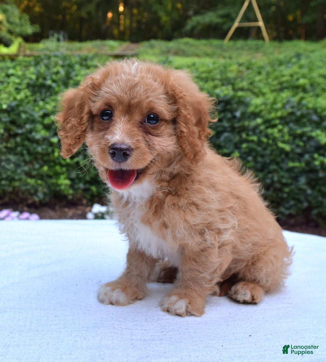 Cavapoo dogs for sale: Poppy - Image 10