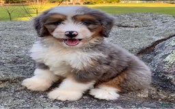Mini Bernedoodle dogs for sale: 💗 In Boston Massachusetts 💗 Two Blue Eyes 💗 Mini Bernedoodle 💗 - Image 3