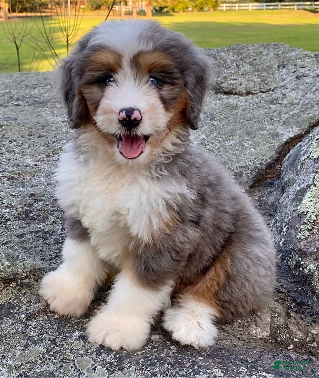Mini Bernedoodle dogs for sale: 💗 In Boston Massachusetts 💗 Two Blue Eyes 💗 Mini Bernedoodle 💗 - Image 3