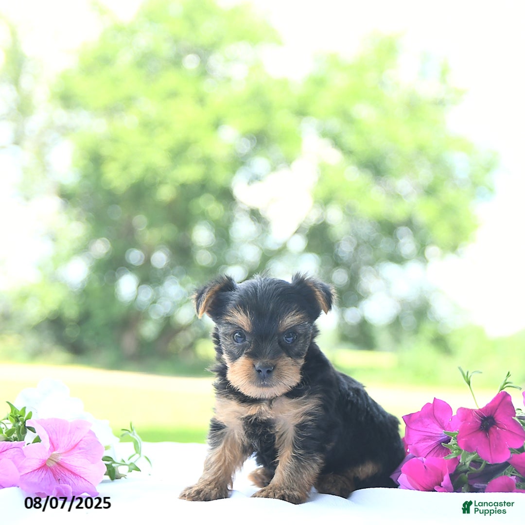 Yorkshire Terrier dogs for sale: Kassia - Image 3