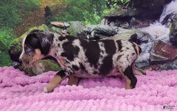 Catahoula Leopard Dog dogs for sale: Luna 2025 Female 3 - Image 6