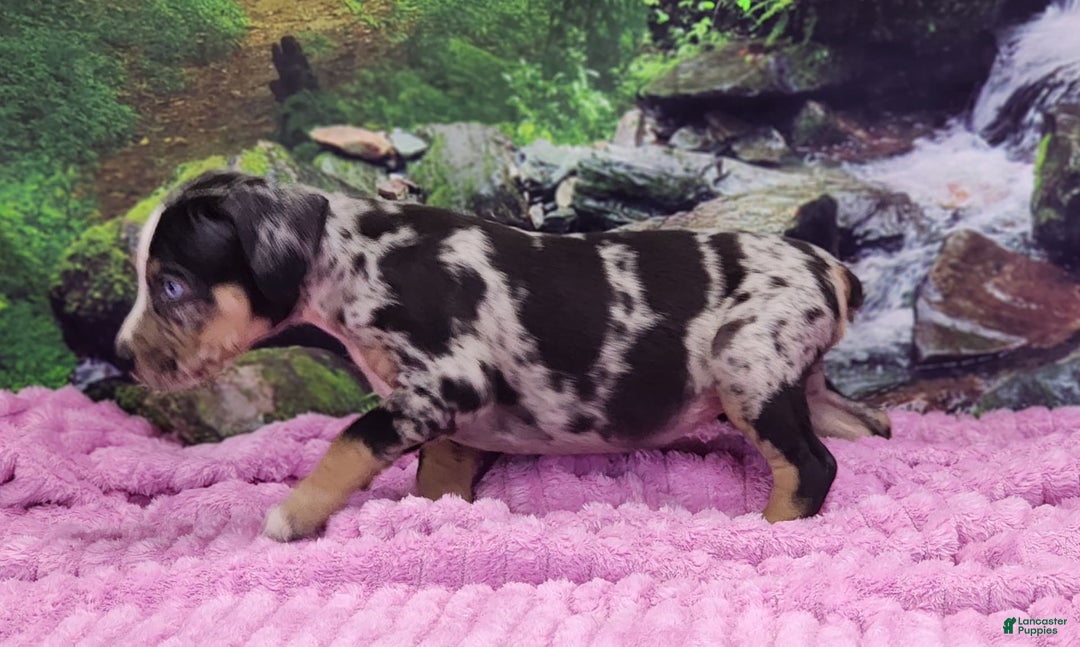 Catahoula Leopard Dog dogs for sale: Luna 2025 Female 3 - Image 6