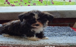 Shorkie dogs for sale: Max - Image 4