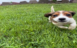 Jack Russell Terrier dogs for sale: Jack - Image 1