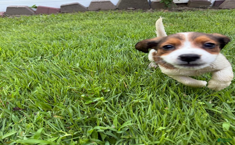 Jack Russell Terrier dogs for sale - Ad 2